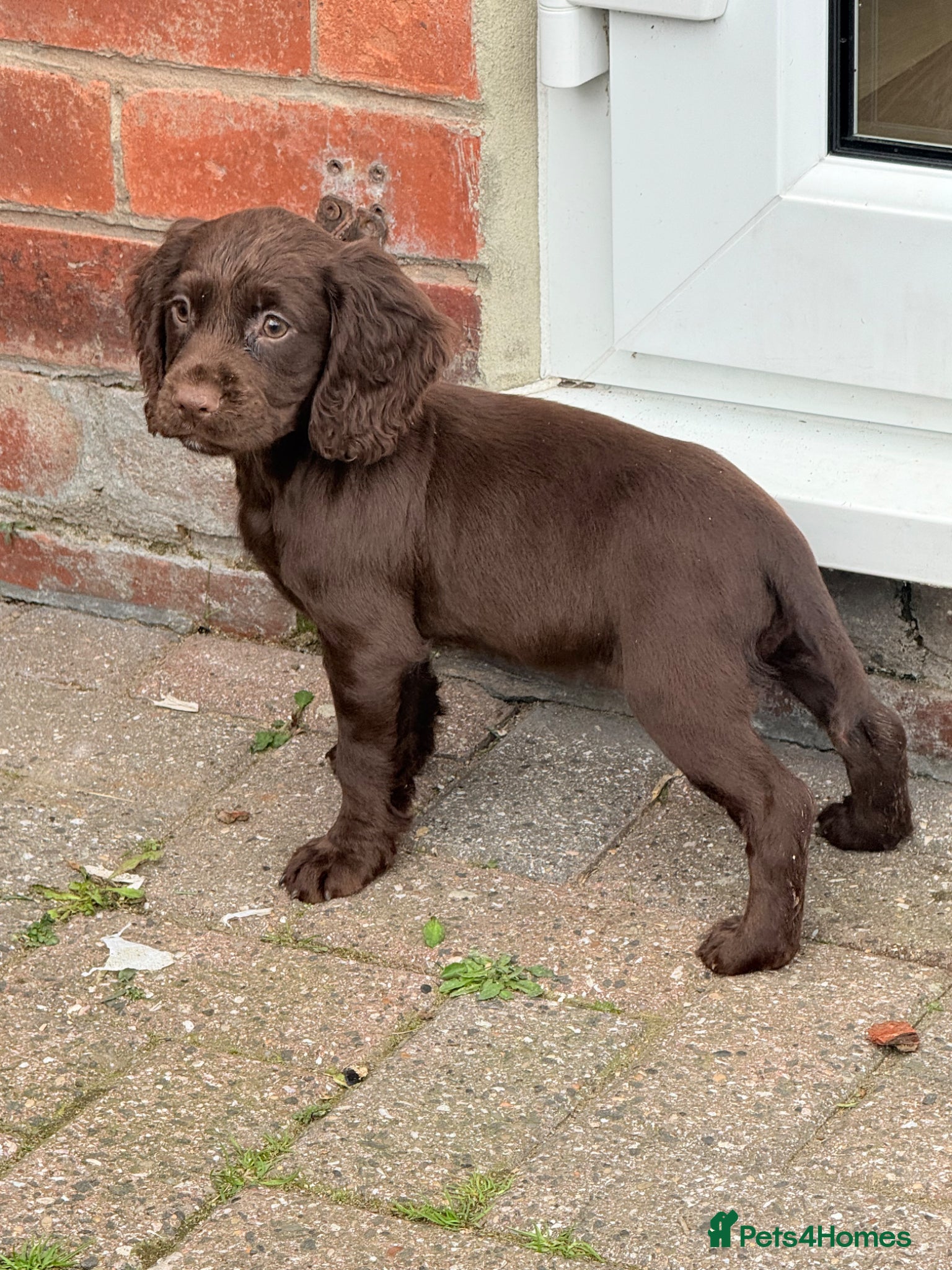 Cocker Spaniel dogs for sale: Cocker spaniel puppies  - Advert 8
