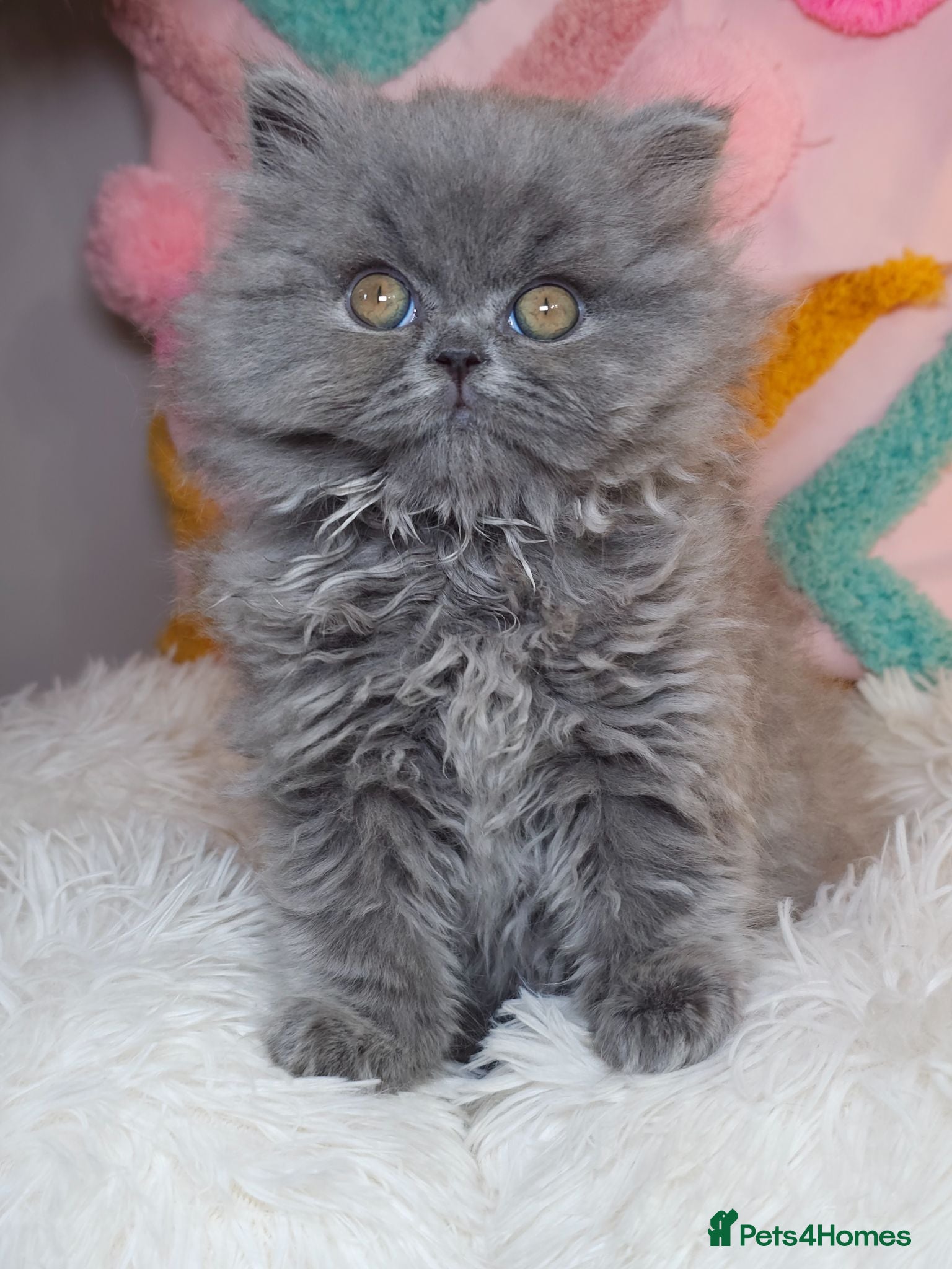 British Longhair cats ✨️Exceptional Blue British Longhair boy✨️ - Advert 2
