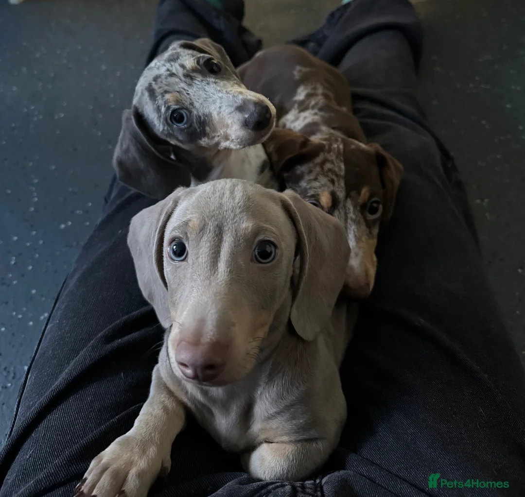 Miniature Dachshund dogs for sale: Miniature dachshunds  in Chard - Advert 1