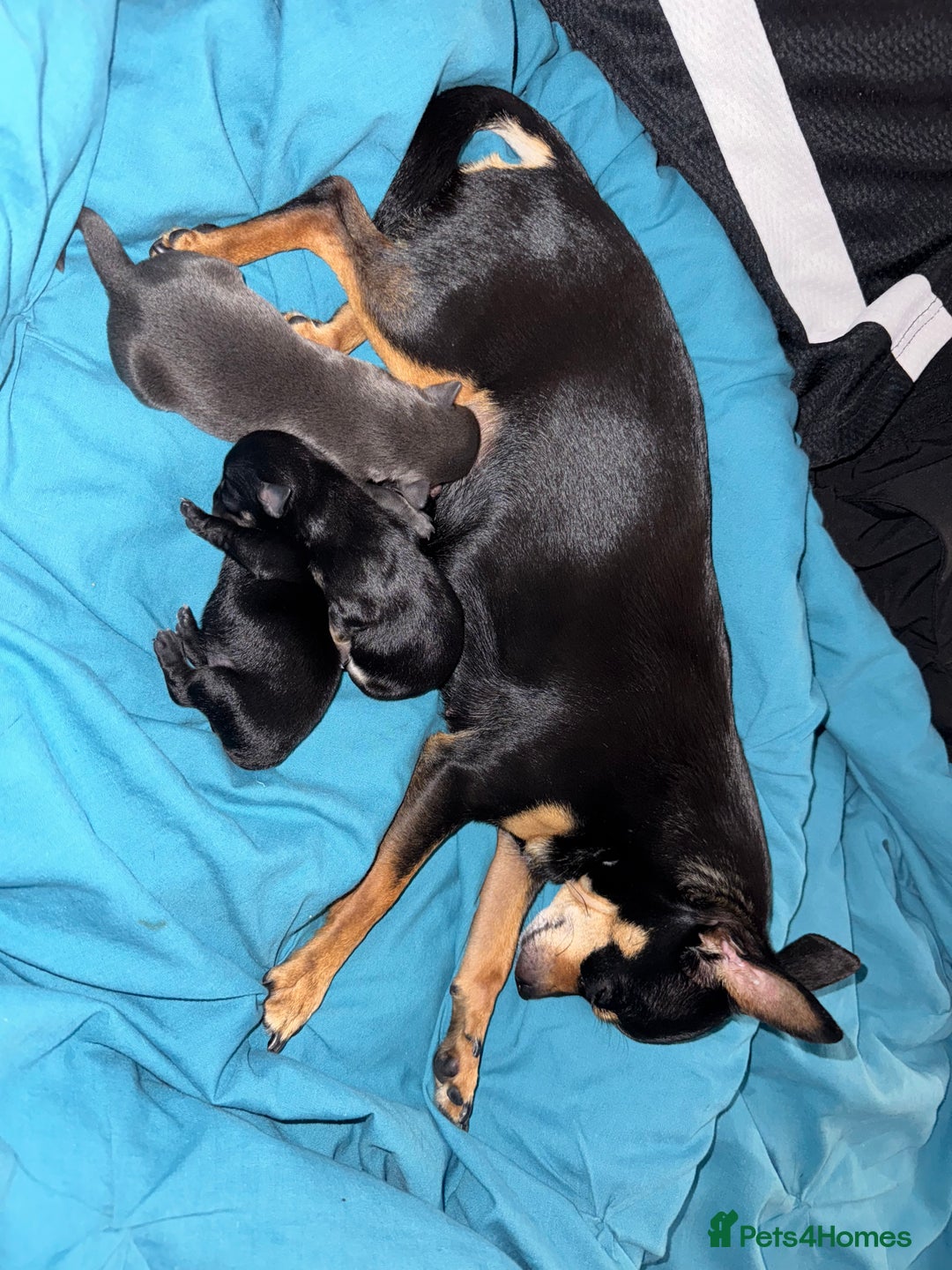 Chihuahua dogs for sale: 2 male 1 female tiny chihuahua  - Image 8