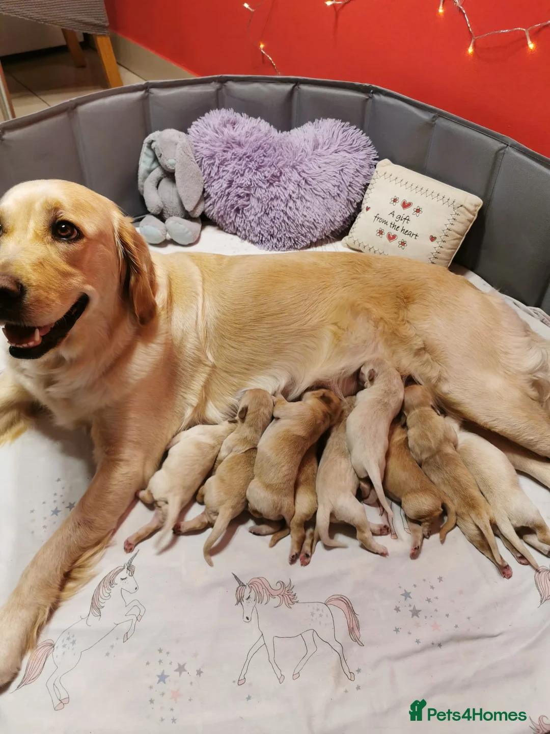 Golden Retriever dogs for sale: Beautiful golden retriever puppies for sale - Advert 2