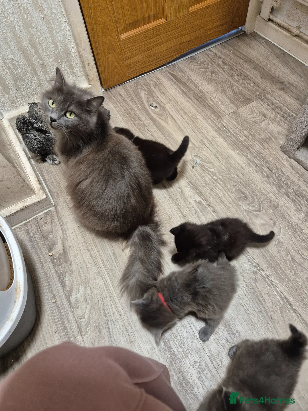 Mixed Breed cats for sale: Stunning gorgeous little fluffy kittens - Advert 2