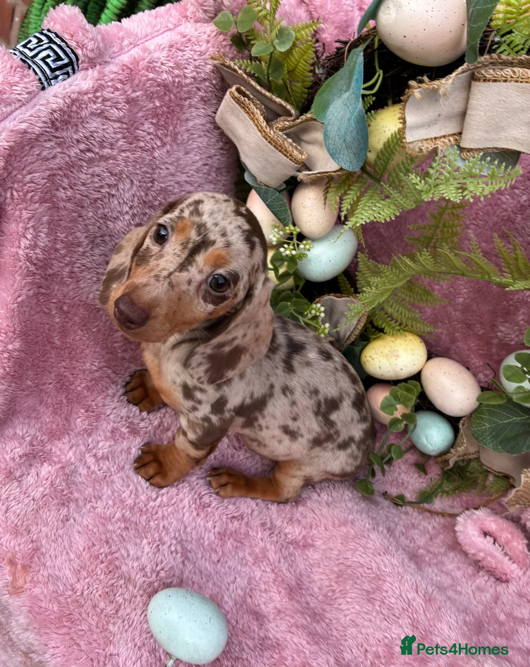 Miniature Dachshund dogs for sale: Miniature dachshund pups long hair & smooth hair  - Advert 2