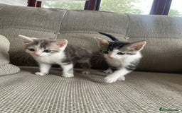 Domestic Shorthair cats for sale: Three beautiful playful kittens. - Image 2