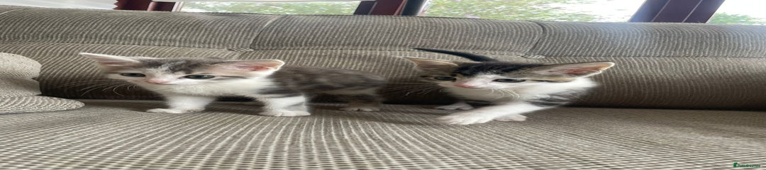 Domestic Shorthair Kitten 3