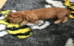 Cockapoo dogs for sale: 4 Beautiful female cockerpoos  - Image 7