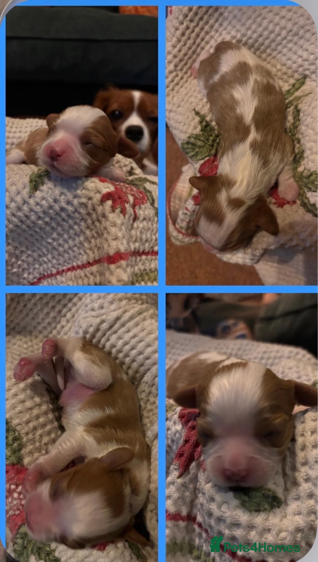 Cavalier King Charles Spaniel dogs for stud: Cavalier King Charles Stud Heart tested and DNA  - Advert 8