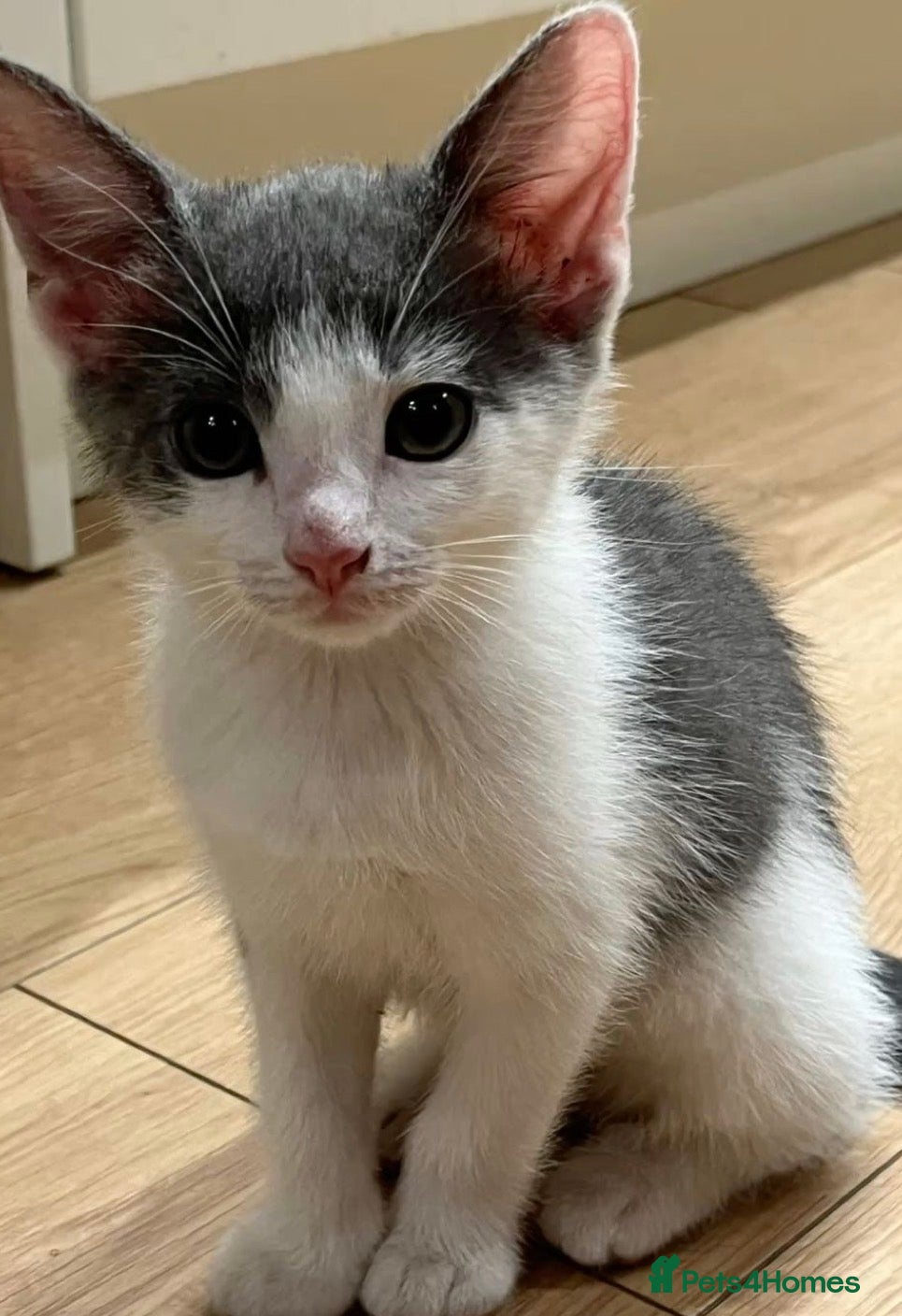 Mixed Breed cats  Cute kitten - Advert 3