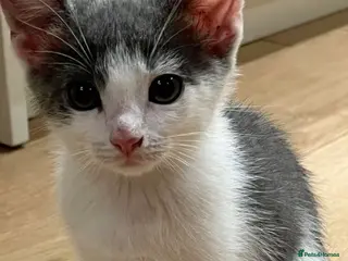 Mixed Breed cats Cute kitten - Advert 3