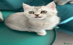 British Shorthair cats for sale: 😻Beautiful BSH Active GCF Kittens🌈 Ready Now! - Image 26