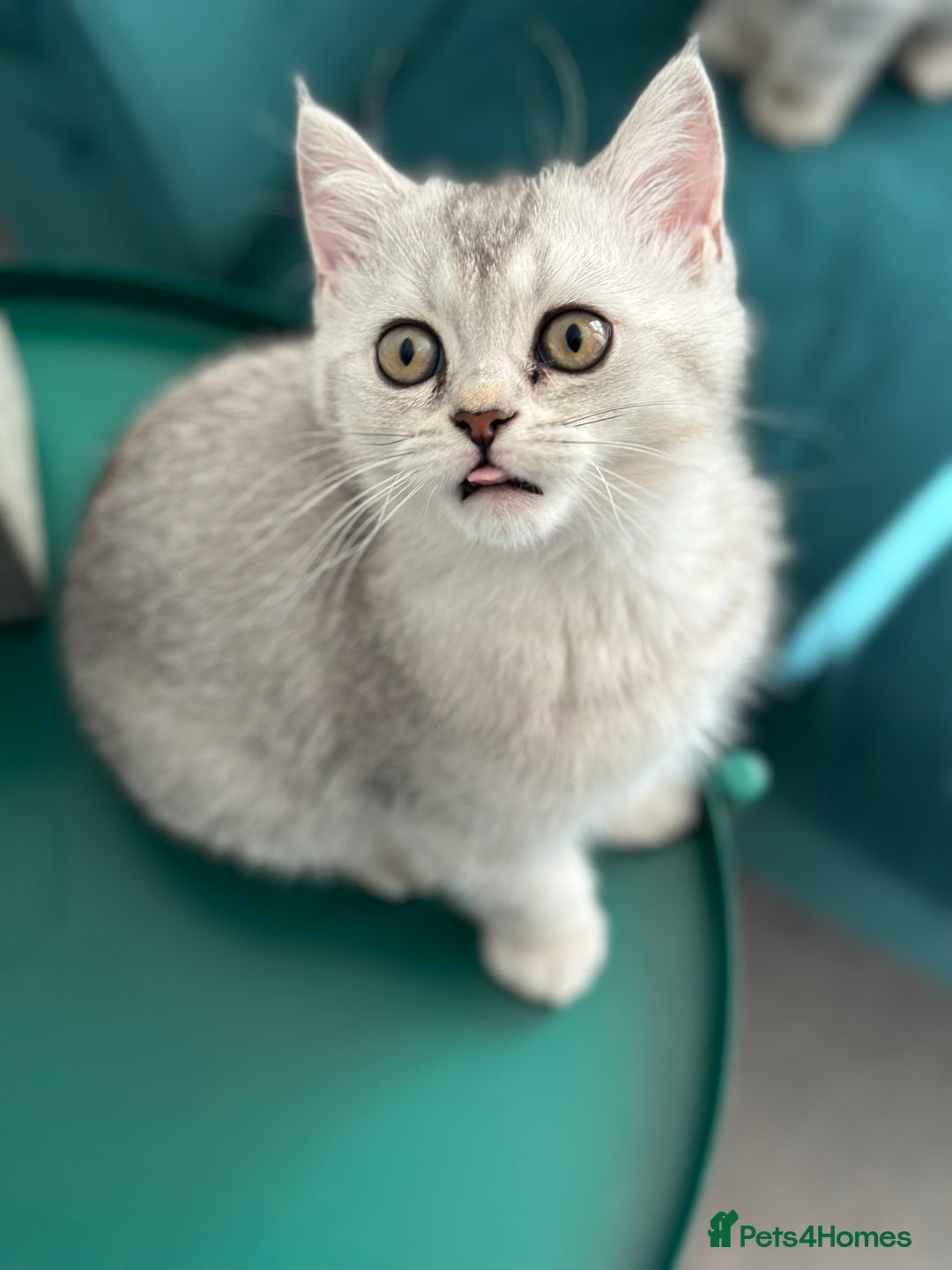 British Shorthair cats for sale: 😻Beautiful BSH Active GCF Kittens🌈 Ready Now! - Image 26
