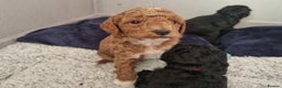 Toy Poodle dogs for stud: Stunning red toy poodle for stud in Coventry - Advert 8