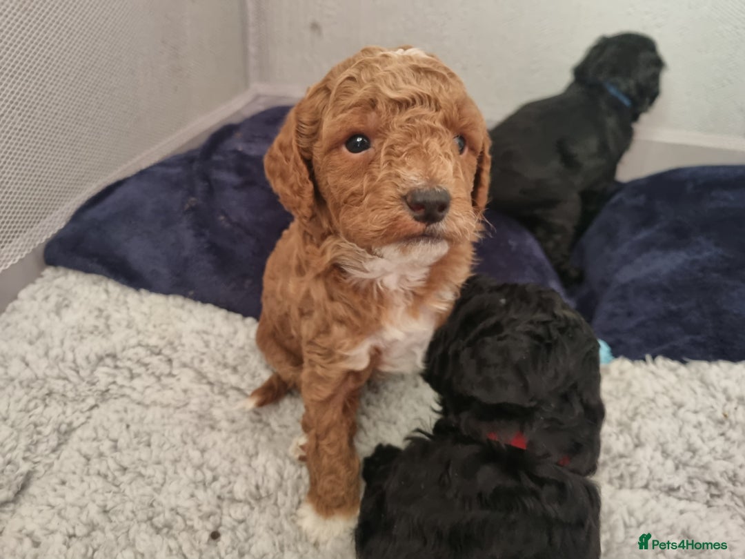 Toy Poodle dogs for stud: Stunning red toy poodle for stud in Coventry - Advert 8
