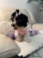 Biewer Terrier dogs - Advert 3