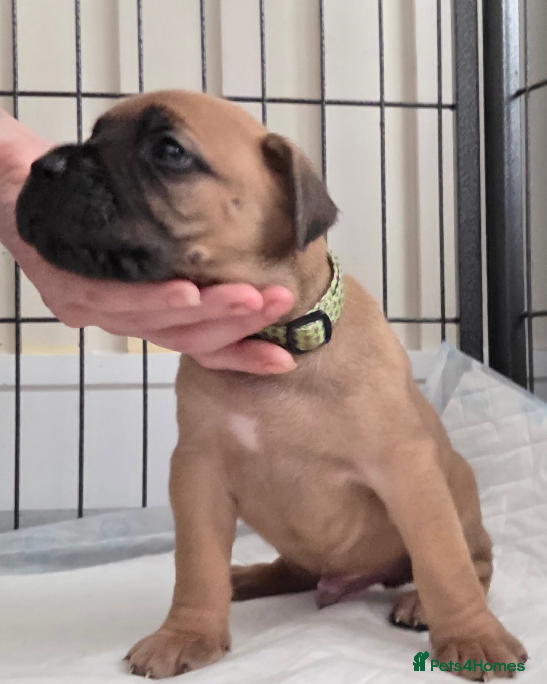 Mixed Breed dogs for sale: Adorable Bull Bordeaux Puppies  - Advert 9