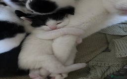 Domestic Shorthair cats for sale: 2 black and white kittens, 1 all black Female - Advert 9