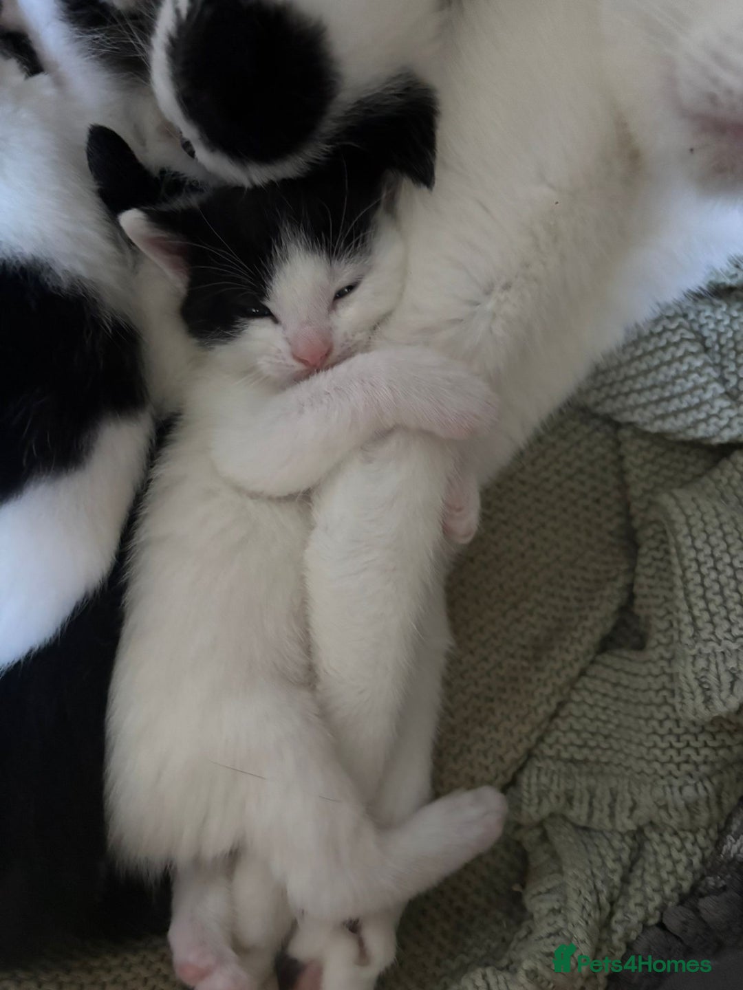 Domestic Shorthair cats for sale: 2 black and white kittens, 1 all black Female - Advert 9