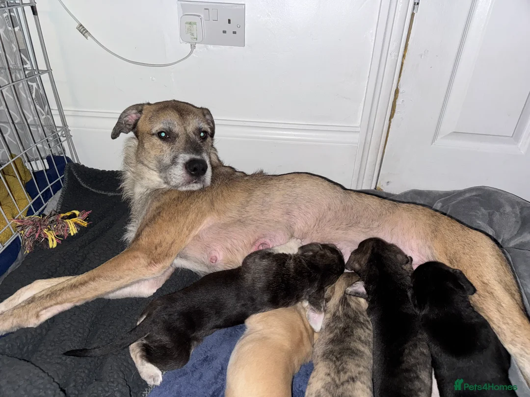 Mixed Breed dogs for sale: Mixed boy puppy for sale  - Advert 2