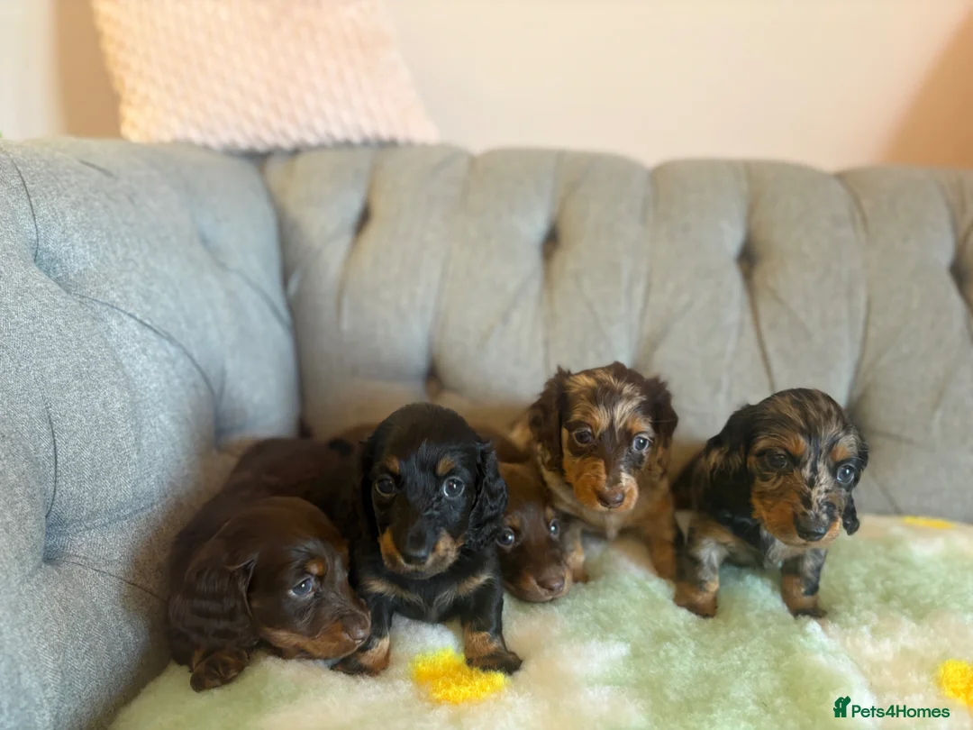 Miniature Dachshund dogs for sale: Miniature Long Haired Daschunds - Advert 2