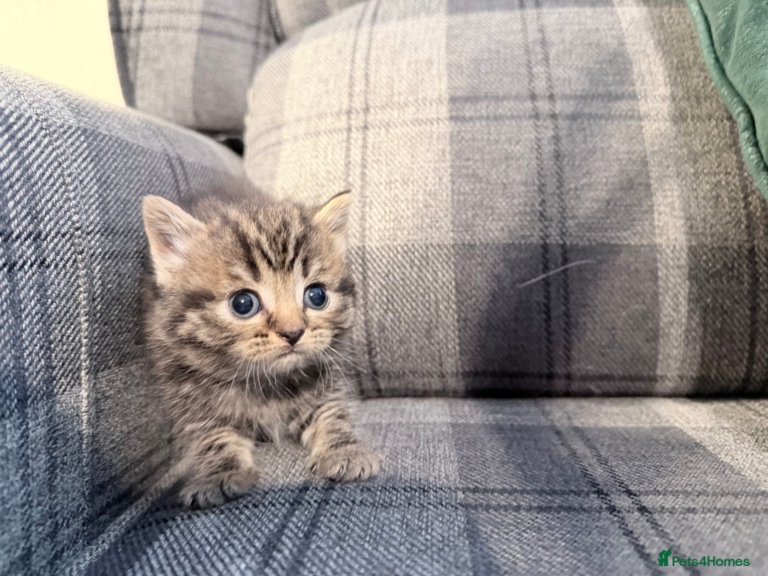 Mixed Breed cats for sale: British shorthair cross kittens - Image 8
