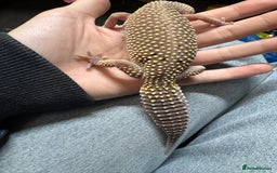 Leopard Gecko reptiles for sale: Female Blizzard Leopard Gecko & Enclosure For Sale - Image 3