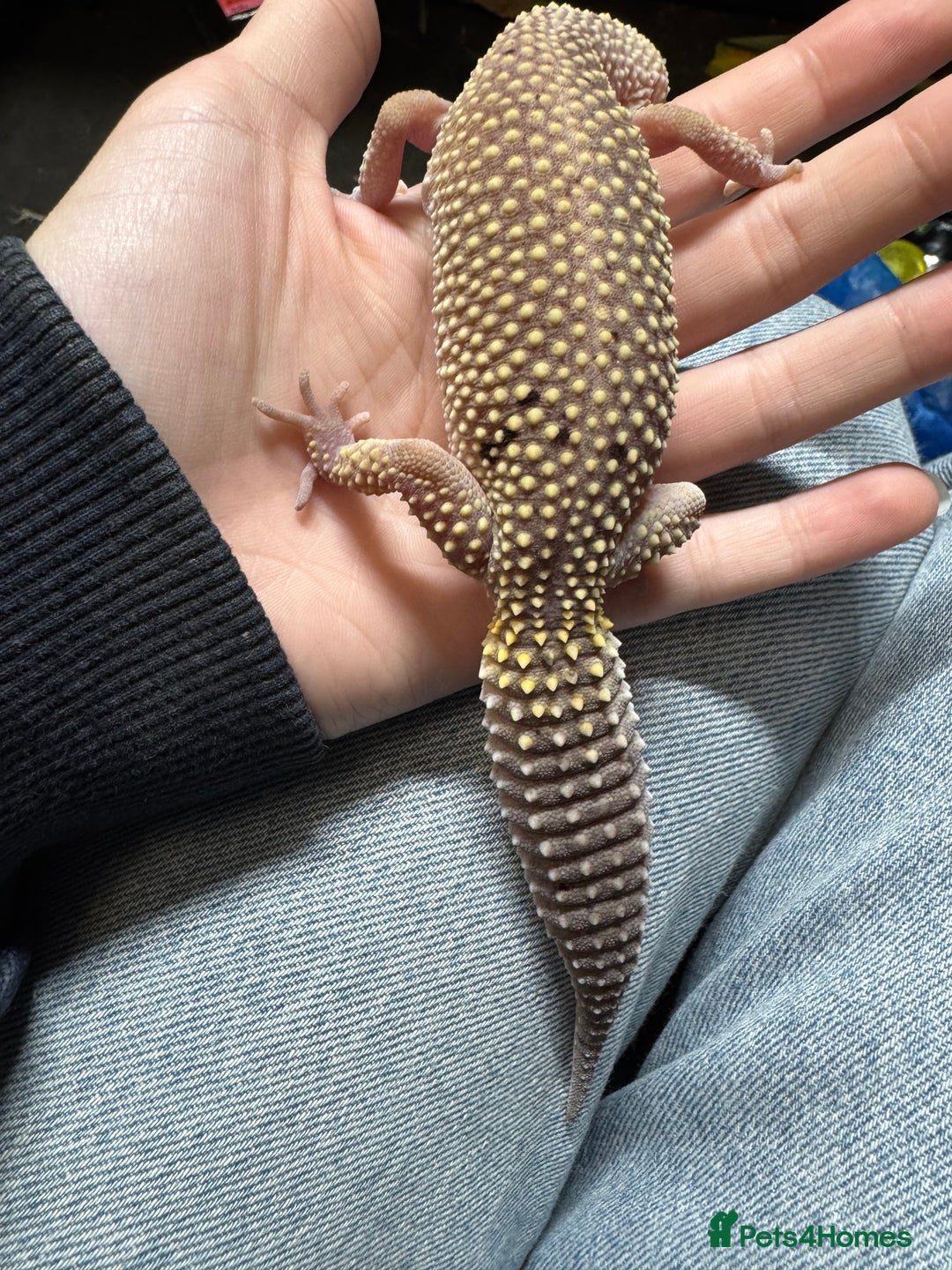 Leopard Gecko reptiles for sale: Female Blizzard Leopard Gecko & Enclosure For Sale - Image 3