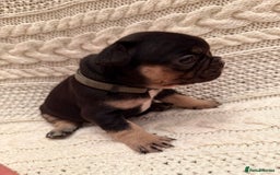 French Bulldog dogs for sale: 5 KC registered French Bulldogs🐾 - Image 6