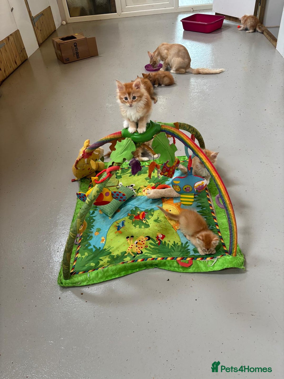Maine Coon cats for sale: Red Maine coon female kittens, TICA reg - Image 38