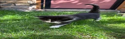 British Shorthair cats for sale: 4 Girls & 2 Boys Kittens Available - Advert 26