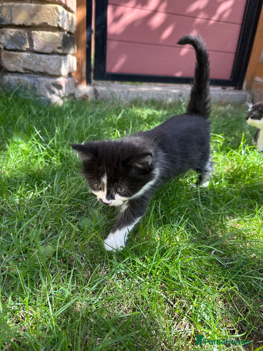 British Shorthair cats for sale: 4 Girls & 2 Boys Kittens Available - Advert 26