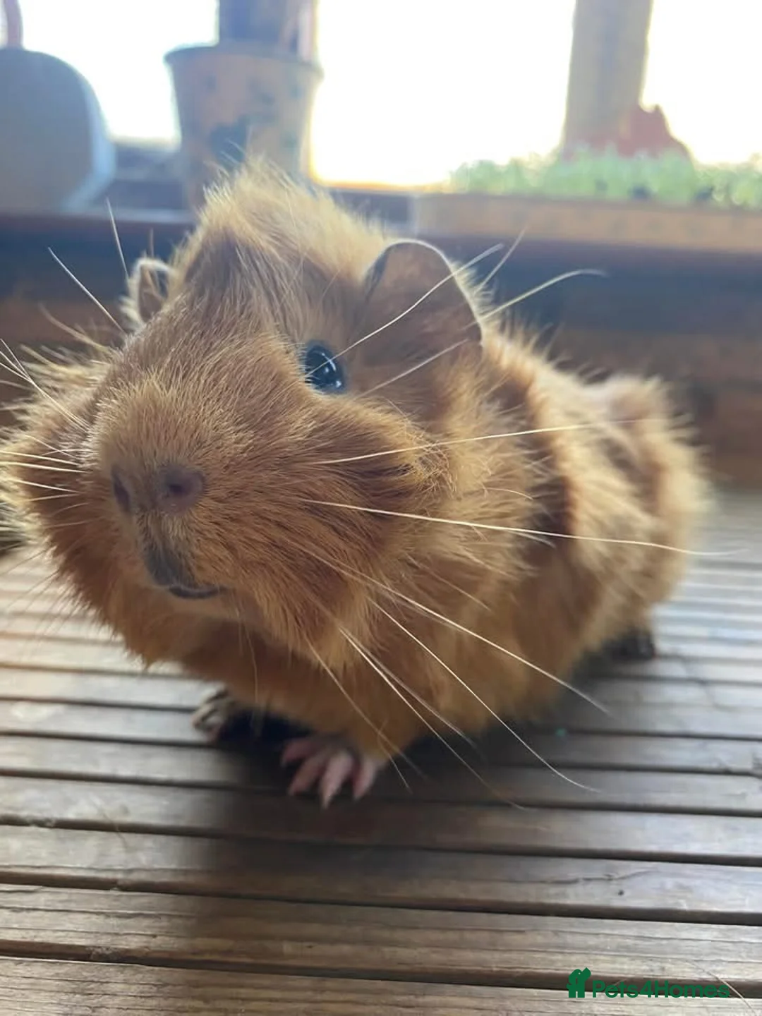 Guinea Pig rodents for sale: Trio of Female Guinea Pigs + Male Guinea  - Advert 10