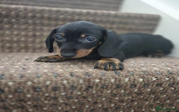 Dachshund dogs for sale: Dachshund puppies  - Image 6
