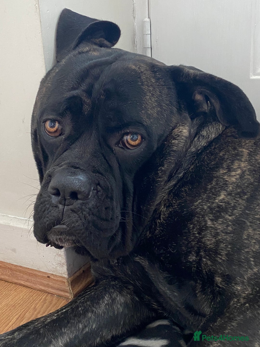 Cane Corso dogs for sale: Bruno  - Advert 4