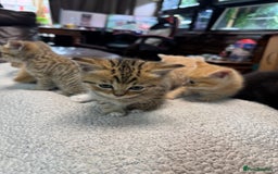 British Shorthair cats for sale: Stunning British Short Hair kittens for sale - Image 4