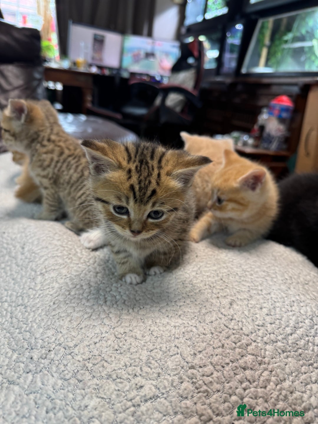 British Shorthair cats for sale: Stunning British Short Hair kittens for sale - Image 4