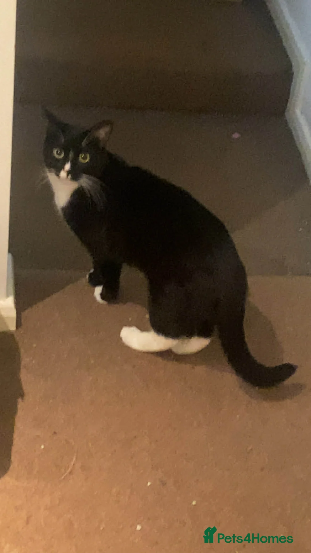 Domestic Shorthair cats for sale: Felix (domesticated shorthair)  - Advert 2