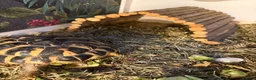 Hermann Tortoise reptiles for sale: Lovely tortoise and vivarium available  in Lichfield - Advert 8