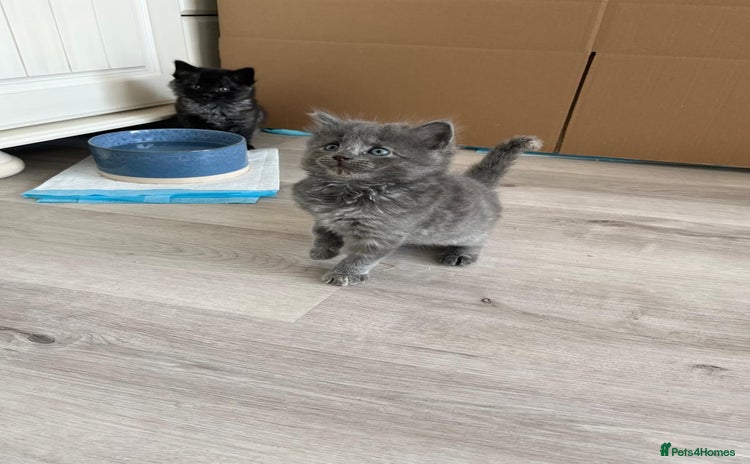 Mixed Breed cats - Advert 16