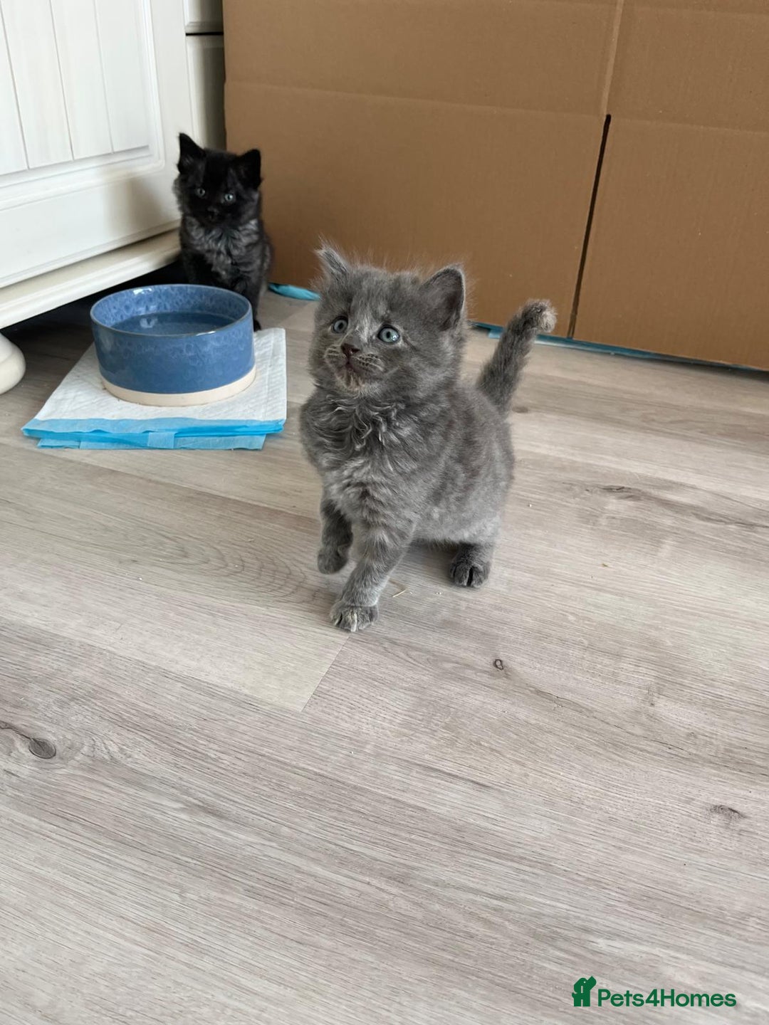 Mixed Breed cats for sale: Mix persian kittens - Image 1