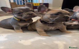 French Bulldog dogs for sale: French bulldog puppies - Image 1