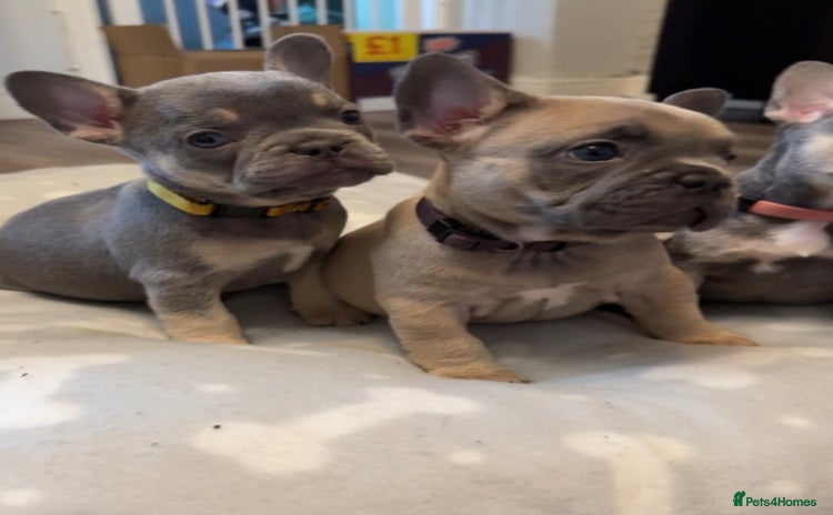 French Bulldog dogs - Advert 6
