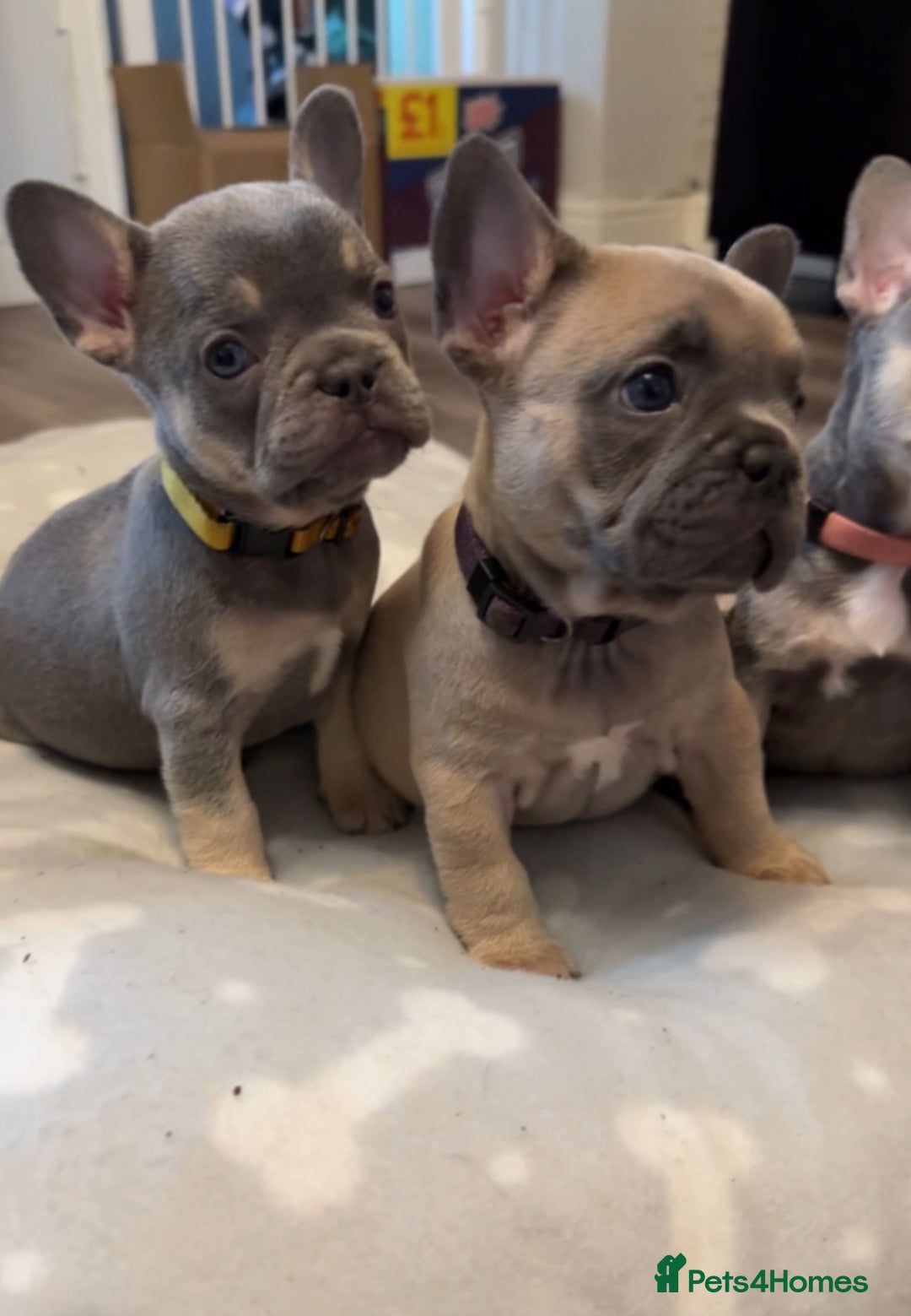 French Bulldog dogs for sale: French bulldog puppies - Image 1