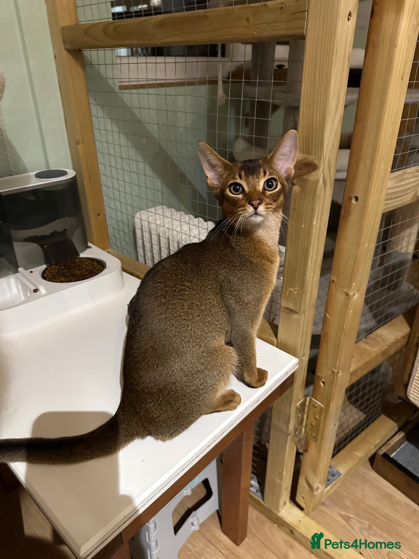 Abyssinian cats Last one boy ready to go🌟 - Advert 9