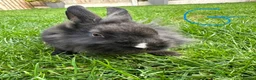Lionhead rabbits for sale: Lionhead rabbits for sale  - Advert 11