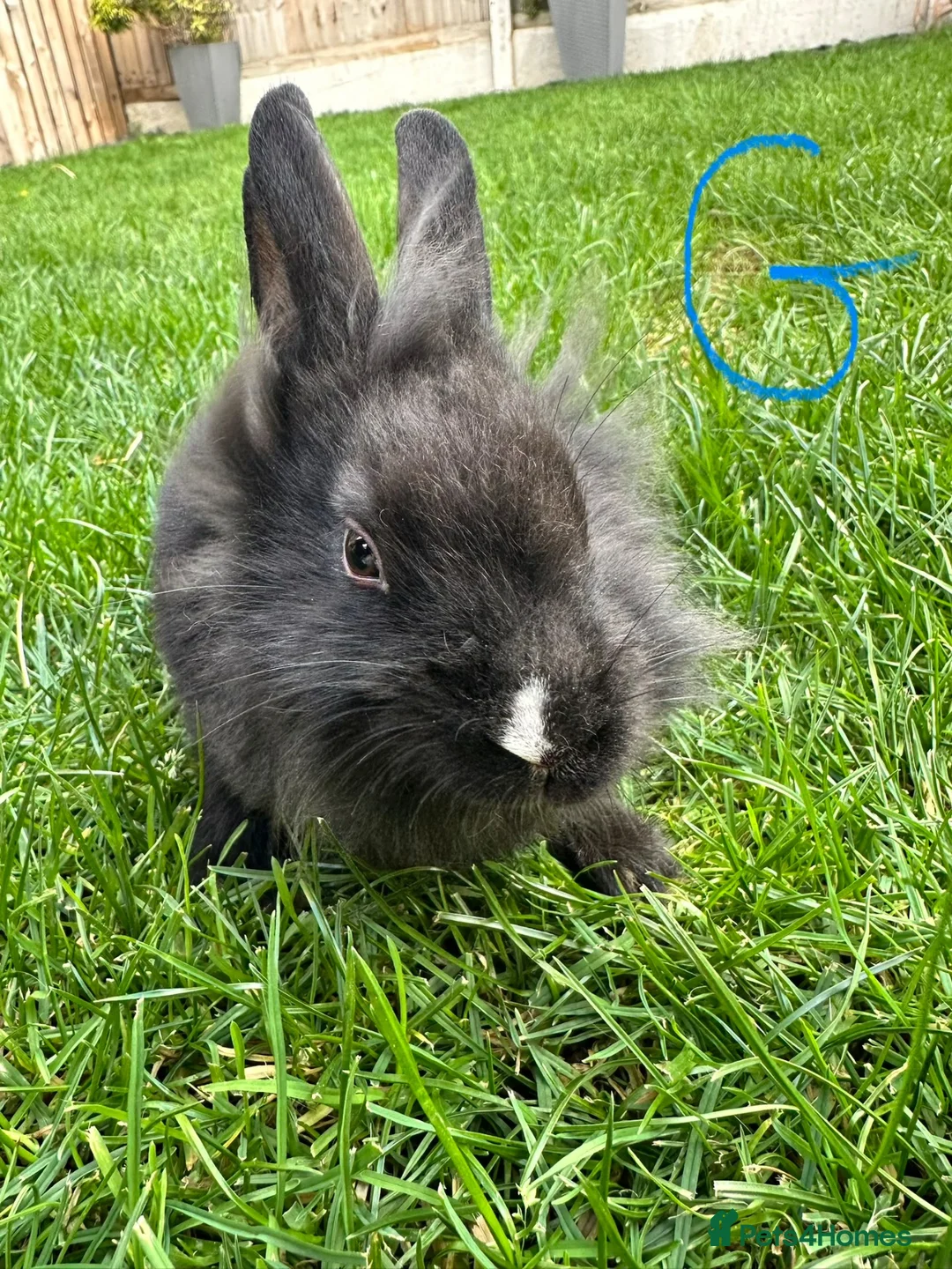 Lionhead rabbits for sale: Lionhead rabbits for sale  - Advert 11