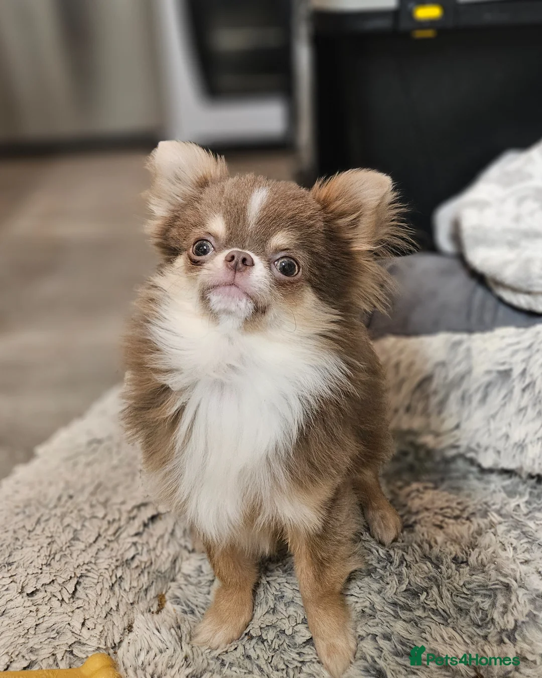 Chihuahua dogs for stud: KC LILAC DNA CLEAR PROVEN STUD  - Advert 2