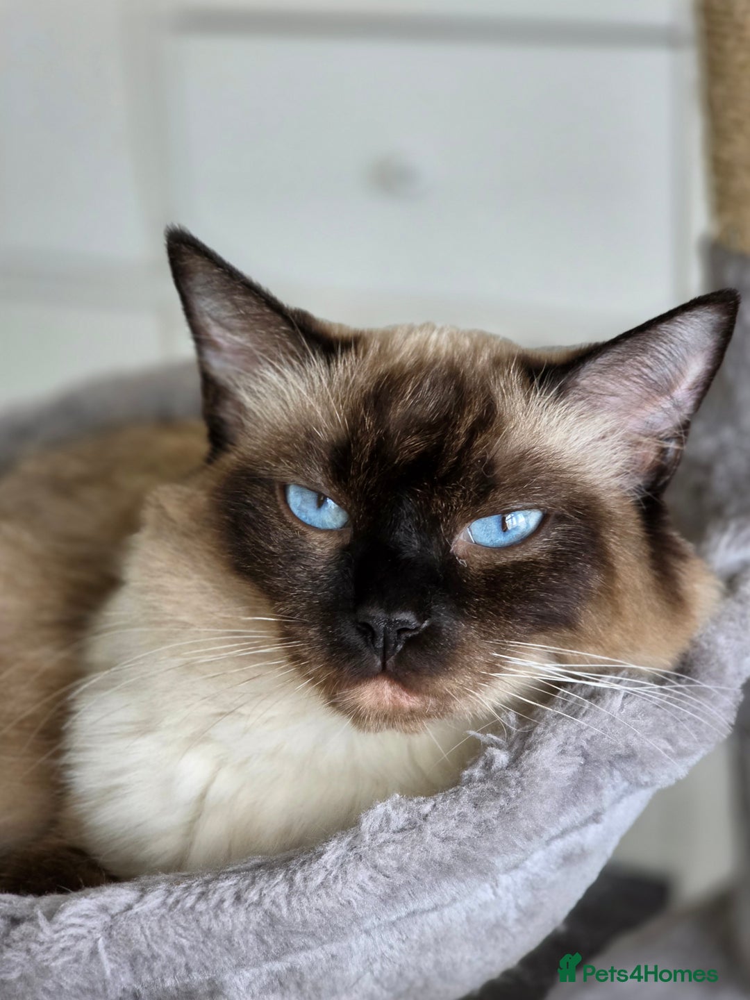 Ragdoll cats for sale: Ragdoll Blue Point Male Kitten - Advert 9