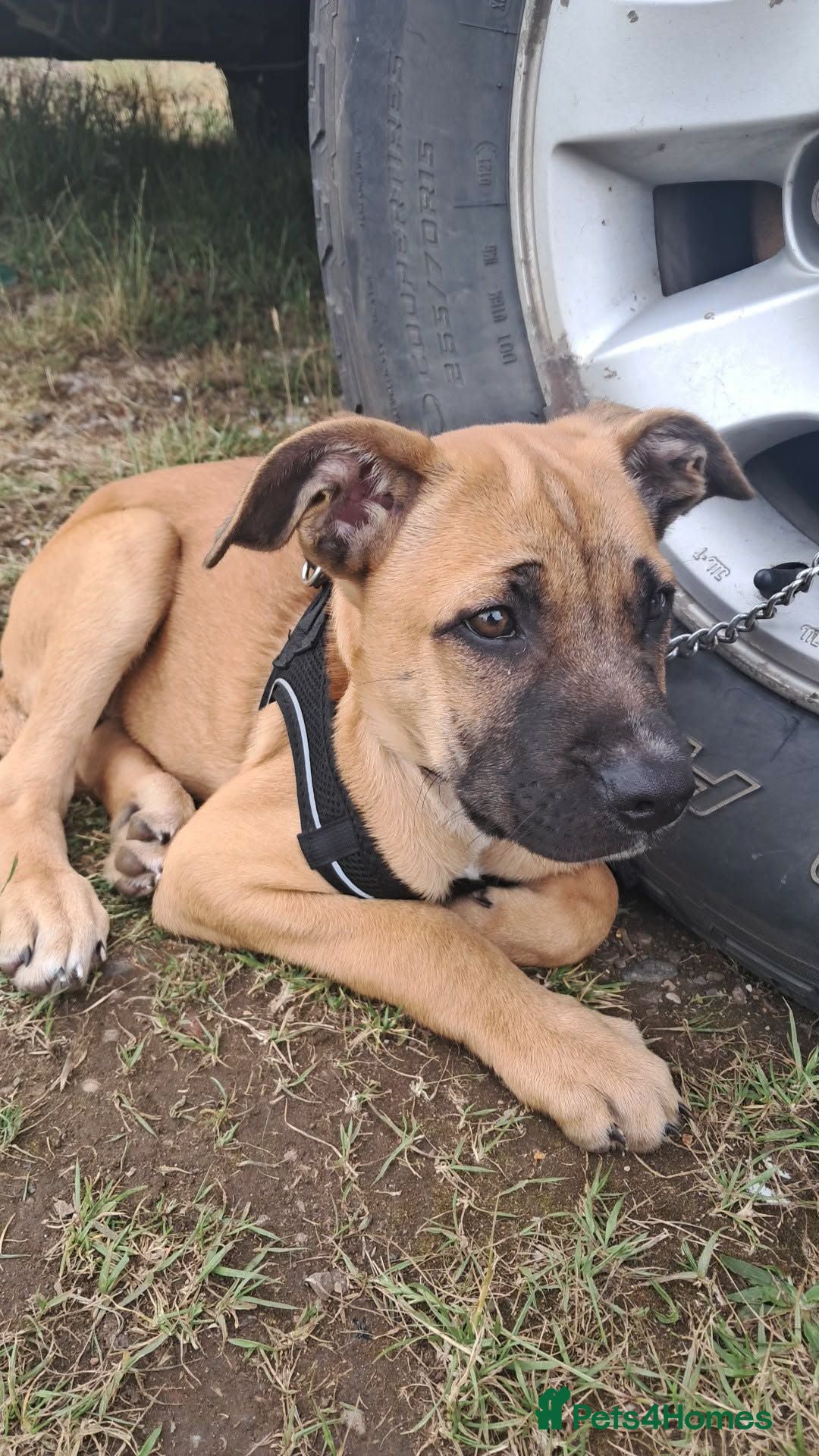 Mixed Breed dogs Bullmastif x Belgian Malinois puppy  - Advert 1