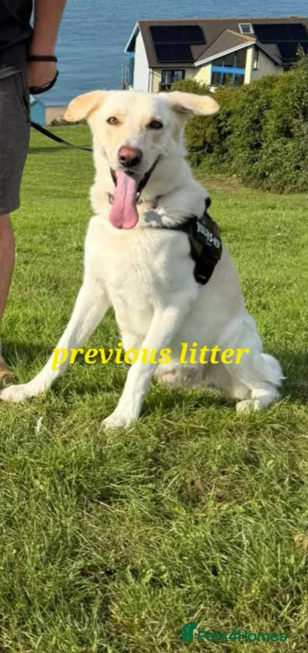 Mixed Breed dogs for sale: Golden shepherd - Advert 19