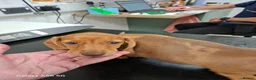 Miniature Dachshund dogs for sale: Lovely litte girl looking for her sofa - Advert 3